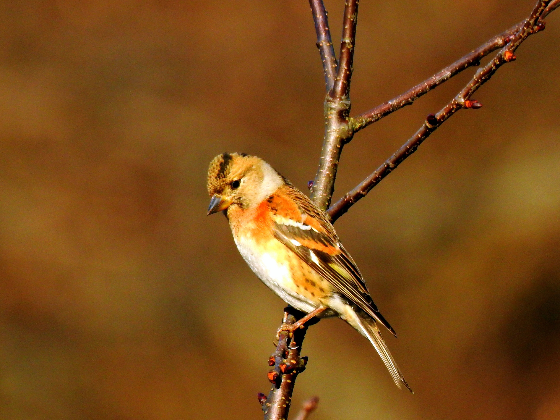 動物 鳥 アトリ 壁紙19x1441 壁紙館