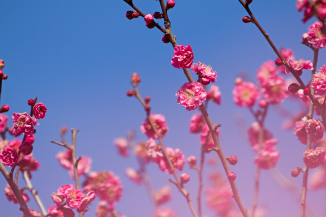 散歩道の花 1802-17-1