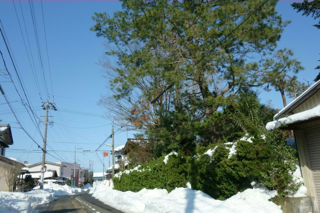 雪積もる町並み大きな松の木