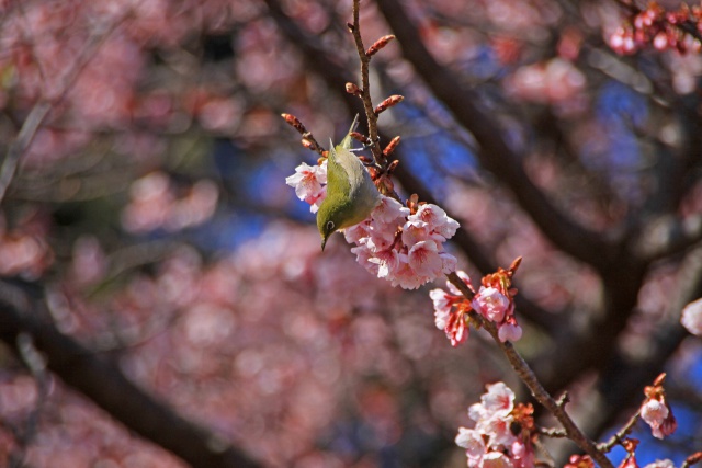 寒桜