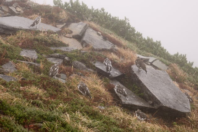 抜戸岳の雷鳥達