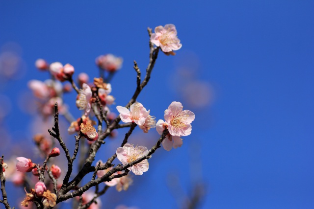 晴天に梅花