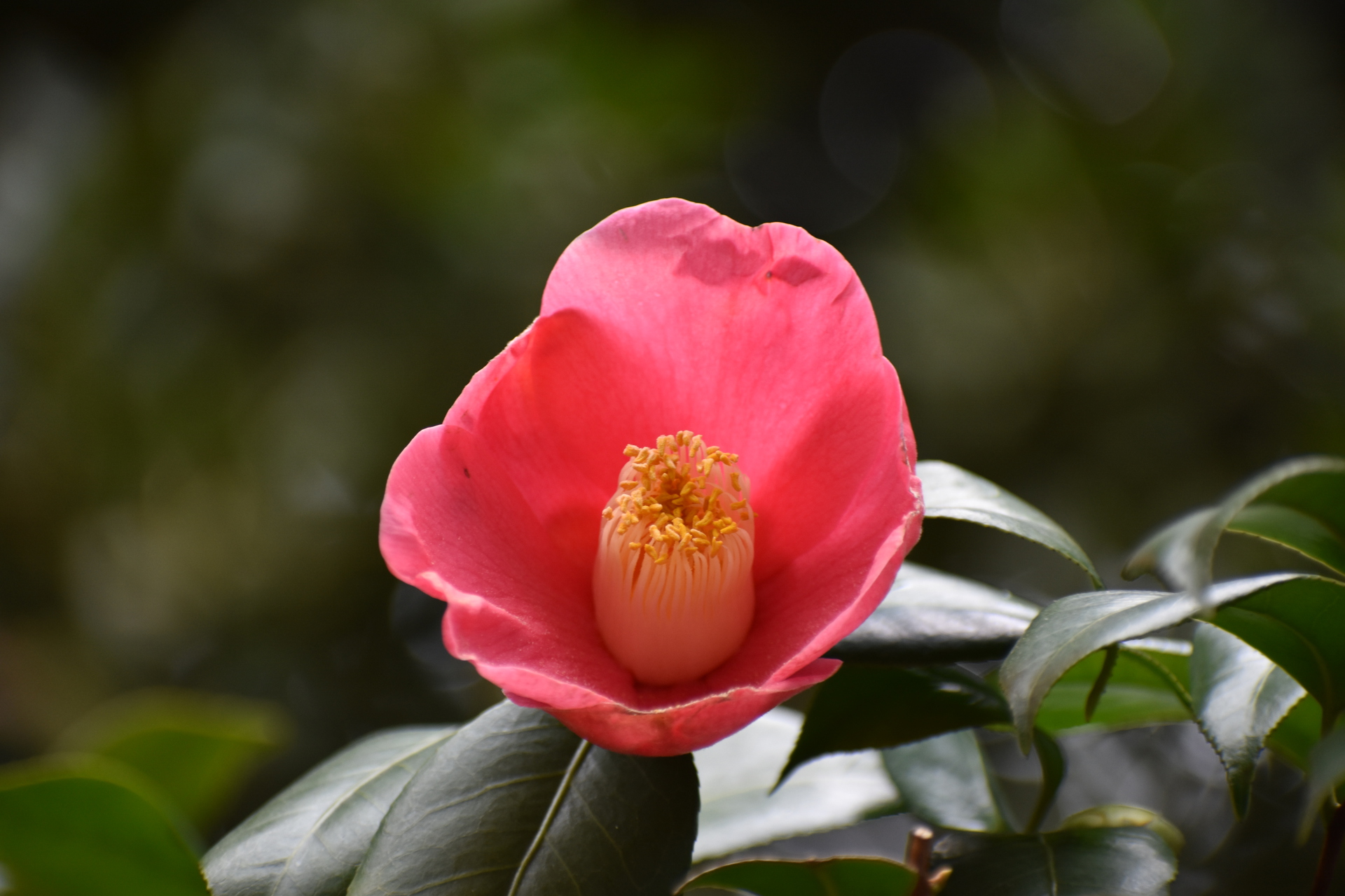 花 植物 侘助椿 太郎冠者 壁紙19x1280 壁紙館