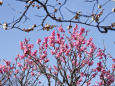 散歩道の花 1802-20-1