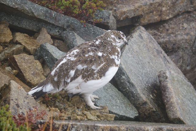 抜戸岳のチビ雷鳥