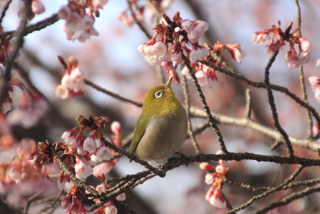 寒桜にメジロ