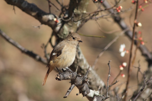 動物 鳥 ペンギン 梅の木に小鳥 壁紙館