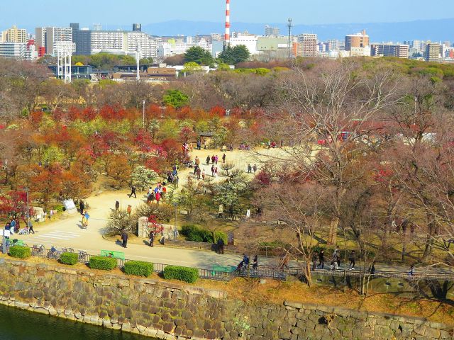 見頃を迎えた大阪城梅林