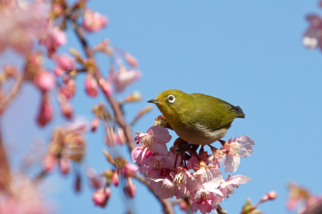 河津桜とメジロ