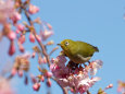 河津桜とメジロ