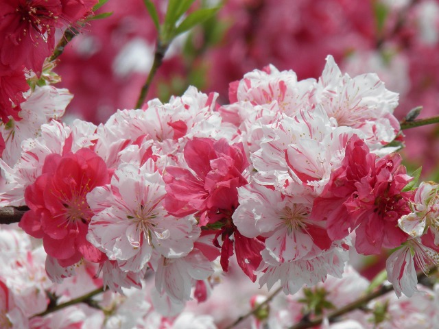 花 植物 もうすぐ雛祭り 源平花桃 壁紙館