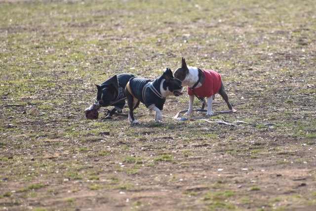 他所様の犬ですが…。