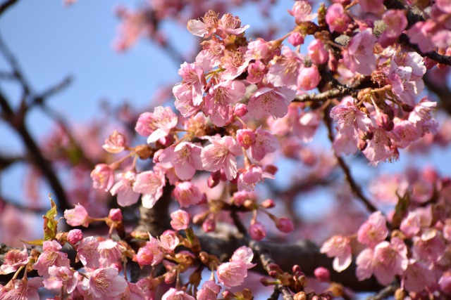 河津桜その2