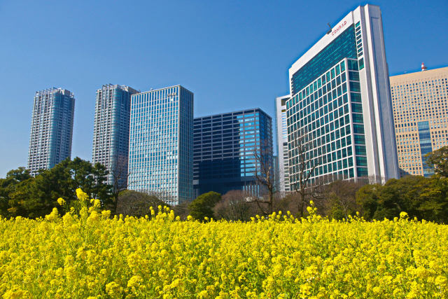 高層ビルと菜の花畑