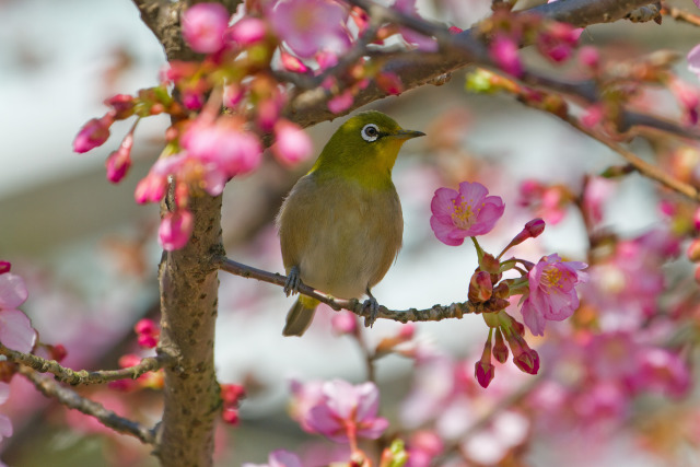 河津桜とメジロ