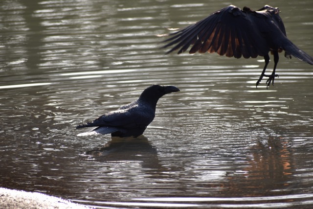 代々木公園のカラスは行水好き