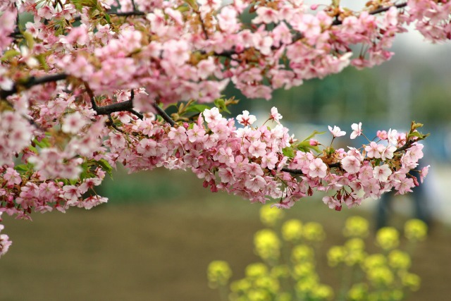 河津桜