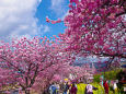 見頃になった河津桜