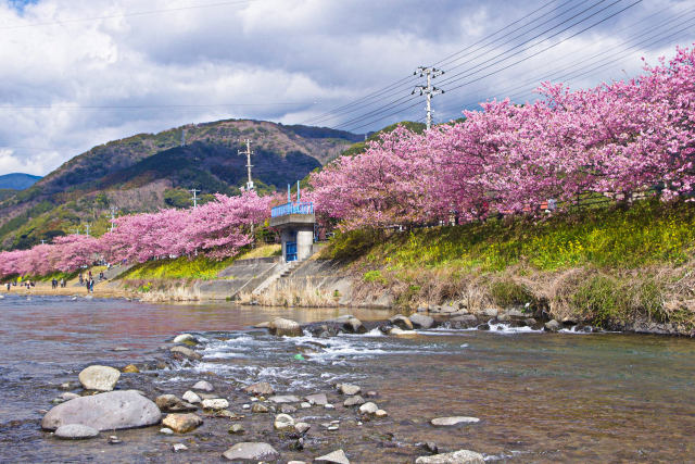 河津川沿いの桜並木