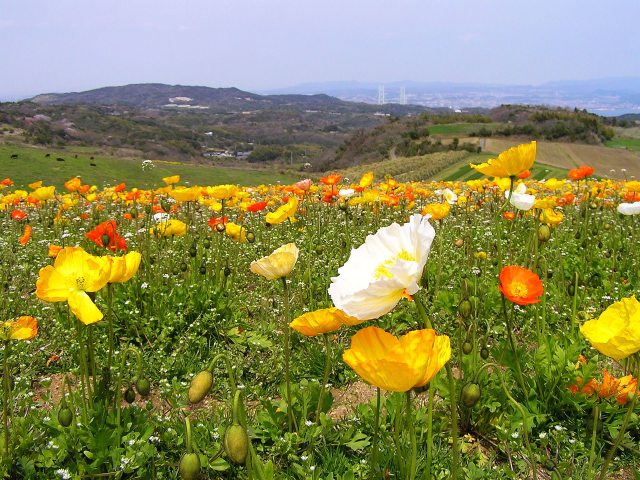 アイスランドポピーの花畑