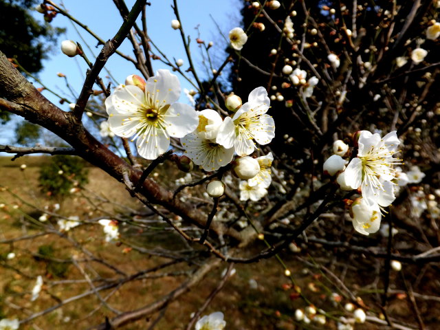 咲き始めた梅の花