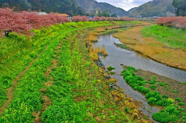 みなみの桜