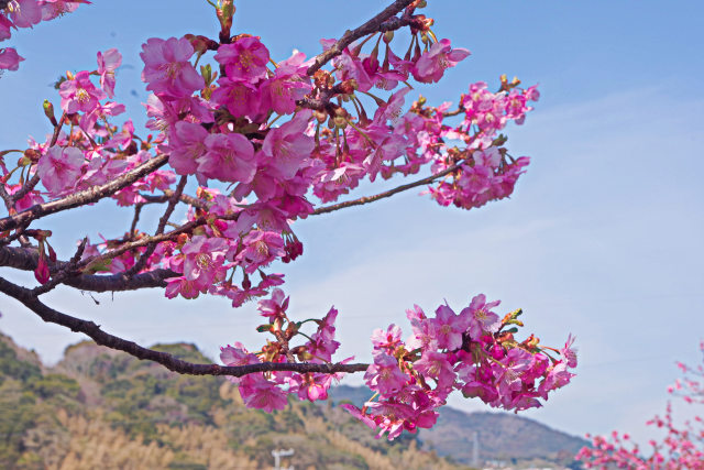 河津桜