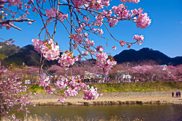 早春の空と河津桜