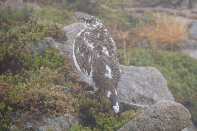 抜戸岳のチビ雷鳥3