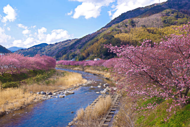 河津川沿いの桜並木