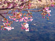 水辺の河津桜