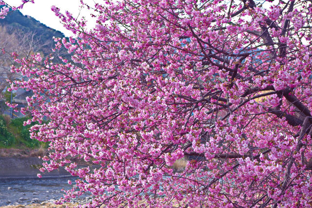 咲き誇る河津桜