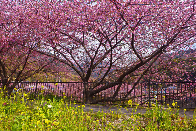 河津桜と菜の花