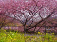 河津桜と菜の花