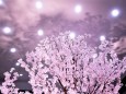 タムロンンブースの桜