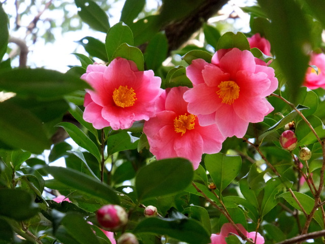 春サザンカの花