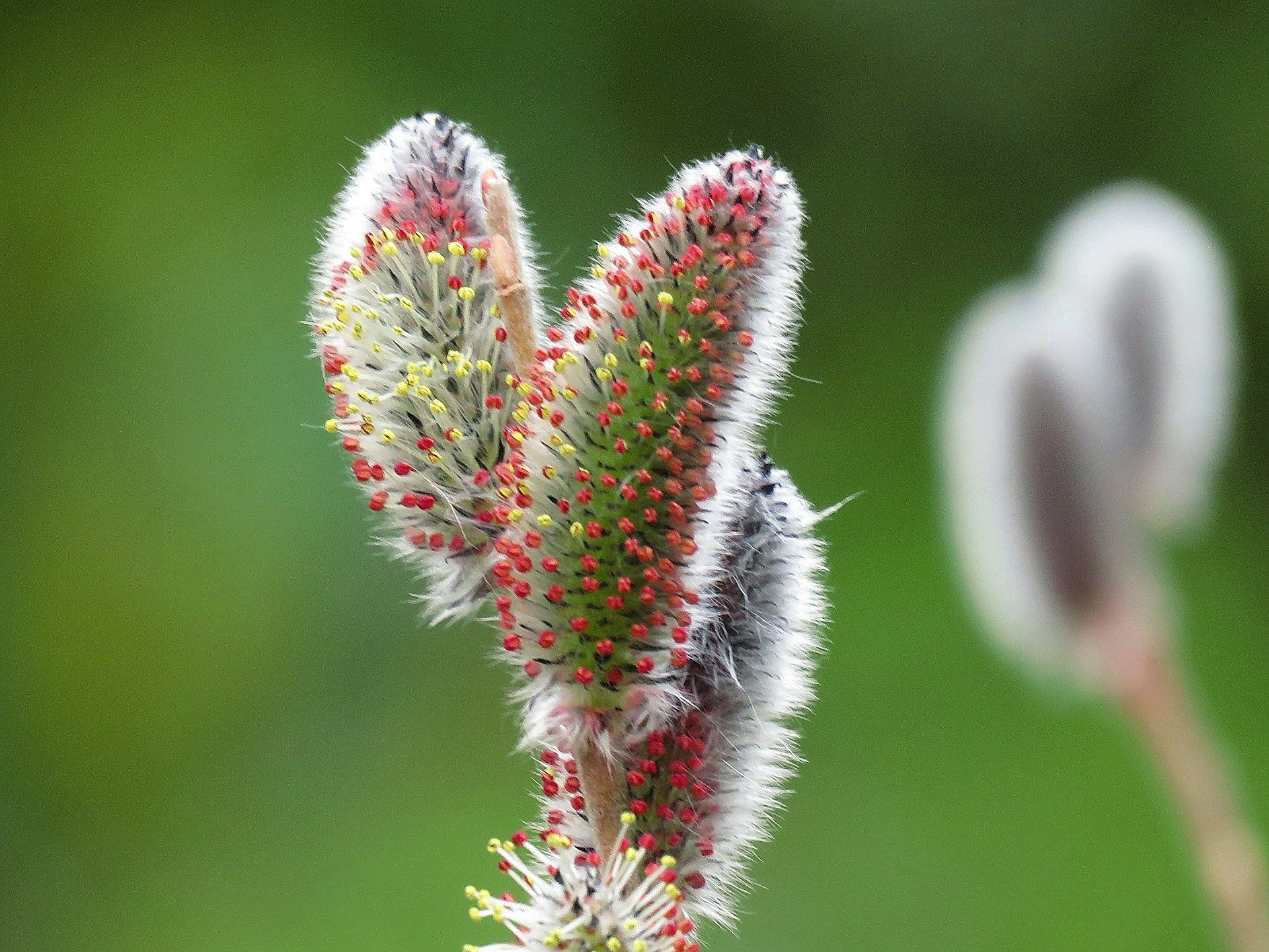 花 植物 フリソデヤナギの花の咲きだし 壁紙19x1440 壁紙館