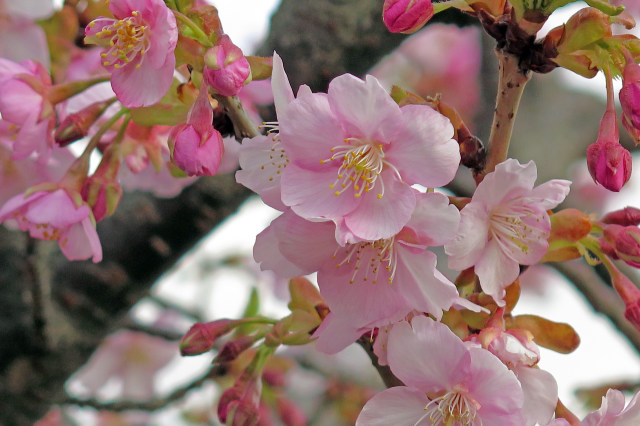 河津桜