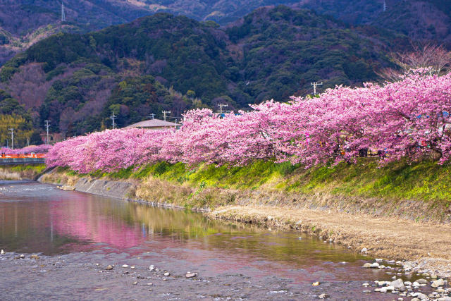 満開の桜並木