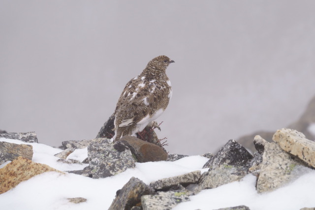 常念岳のチビ雷鳥