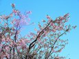 青空に映える河津桜