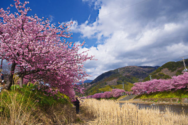 河川敷を彩る河津桜