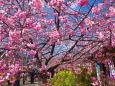 河津桜と菜の花