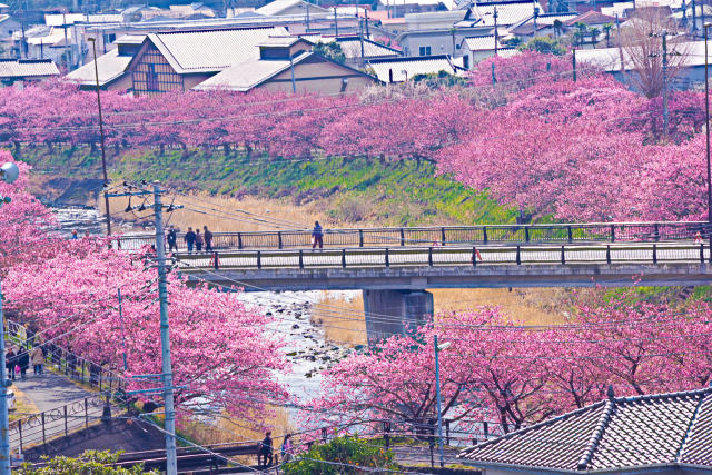 涅槃堂から桜並木を望む