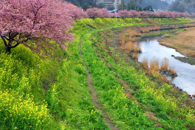 みなみの桜