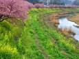 みなみの桜