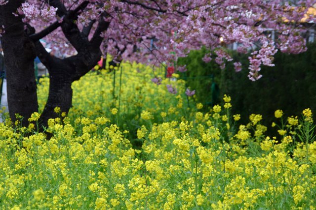 菜の花と河津桜