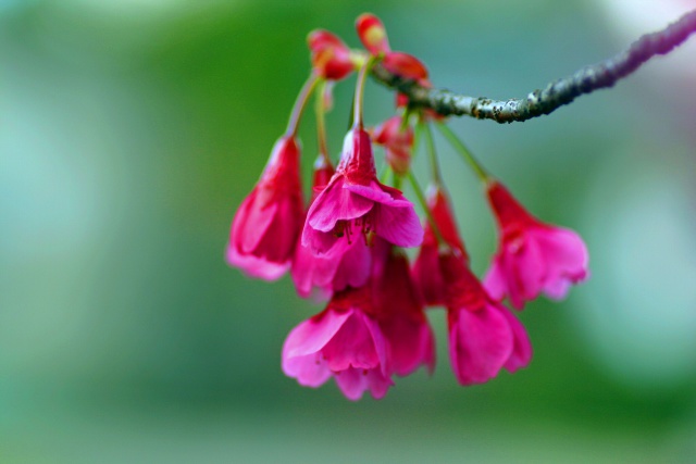 寒緋桜