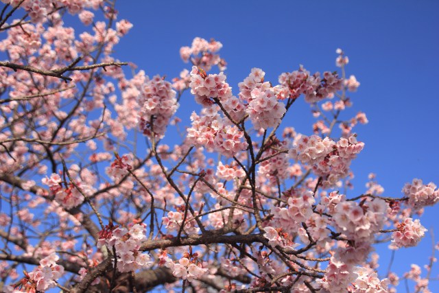 満開の寒桜