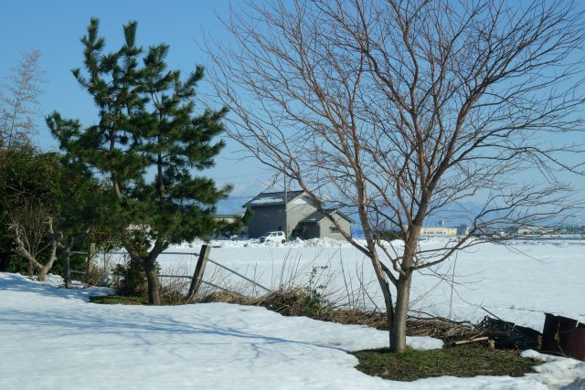 雪解け進む驫木の水田